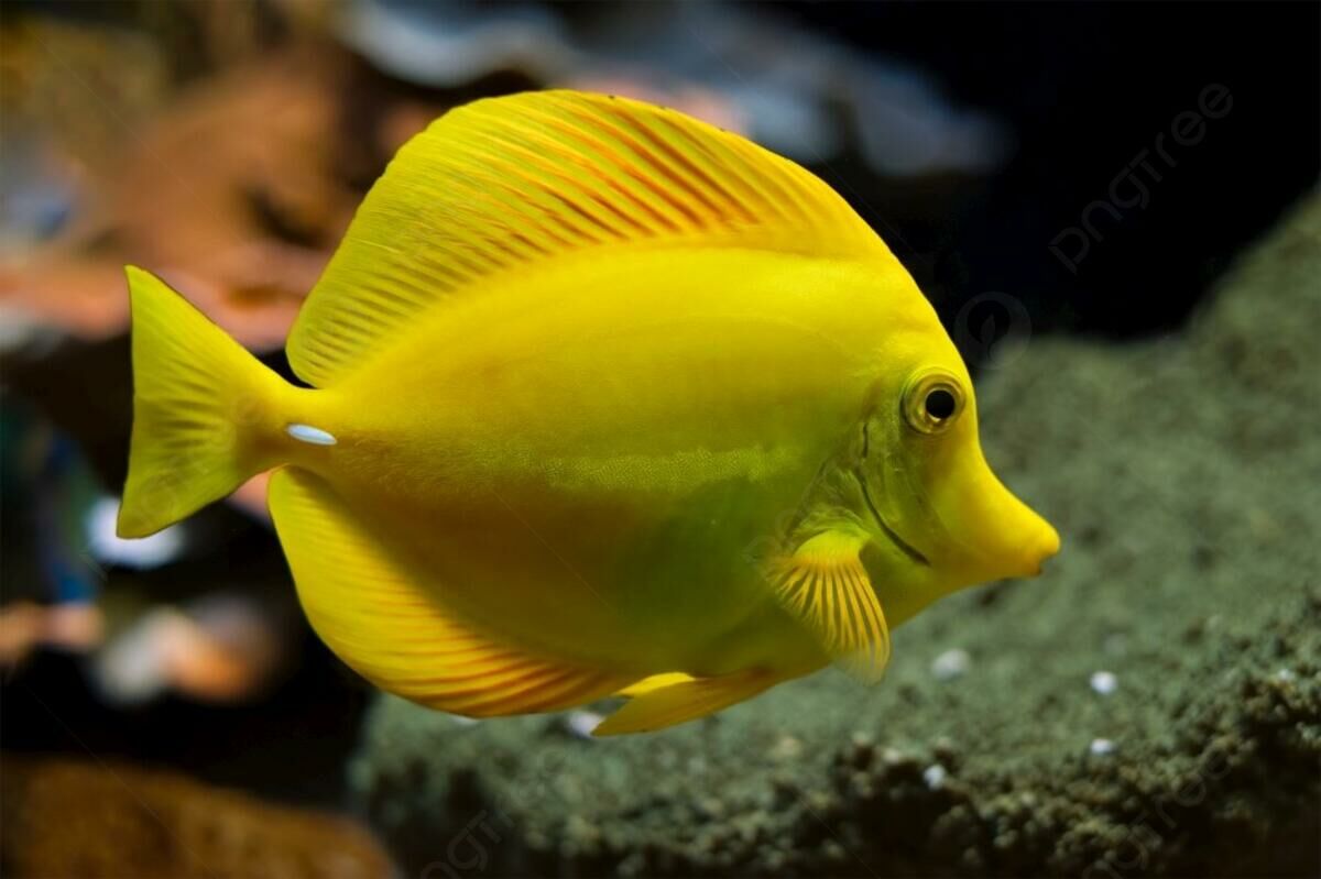 Imagem do Yellow Tang